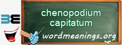 WordMeaning blackboard for chenopodium capitatum